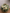 The Flower Vase