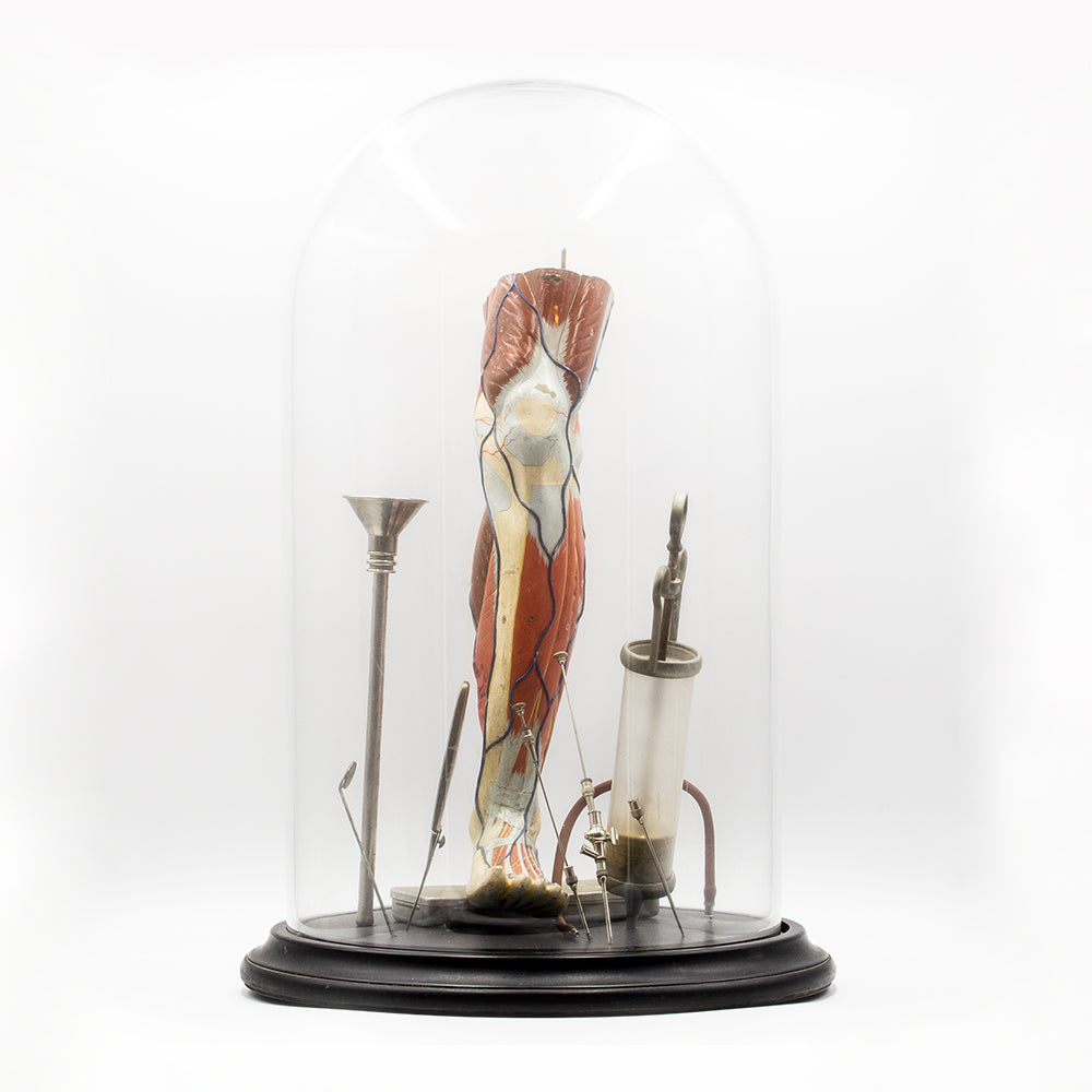 Glass dome displaying medical model of leg and orginal medical instuments