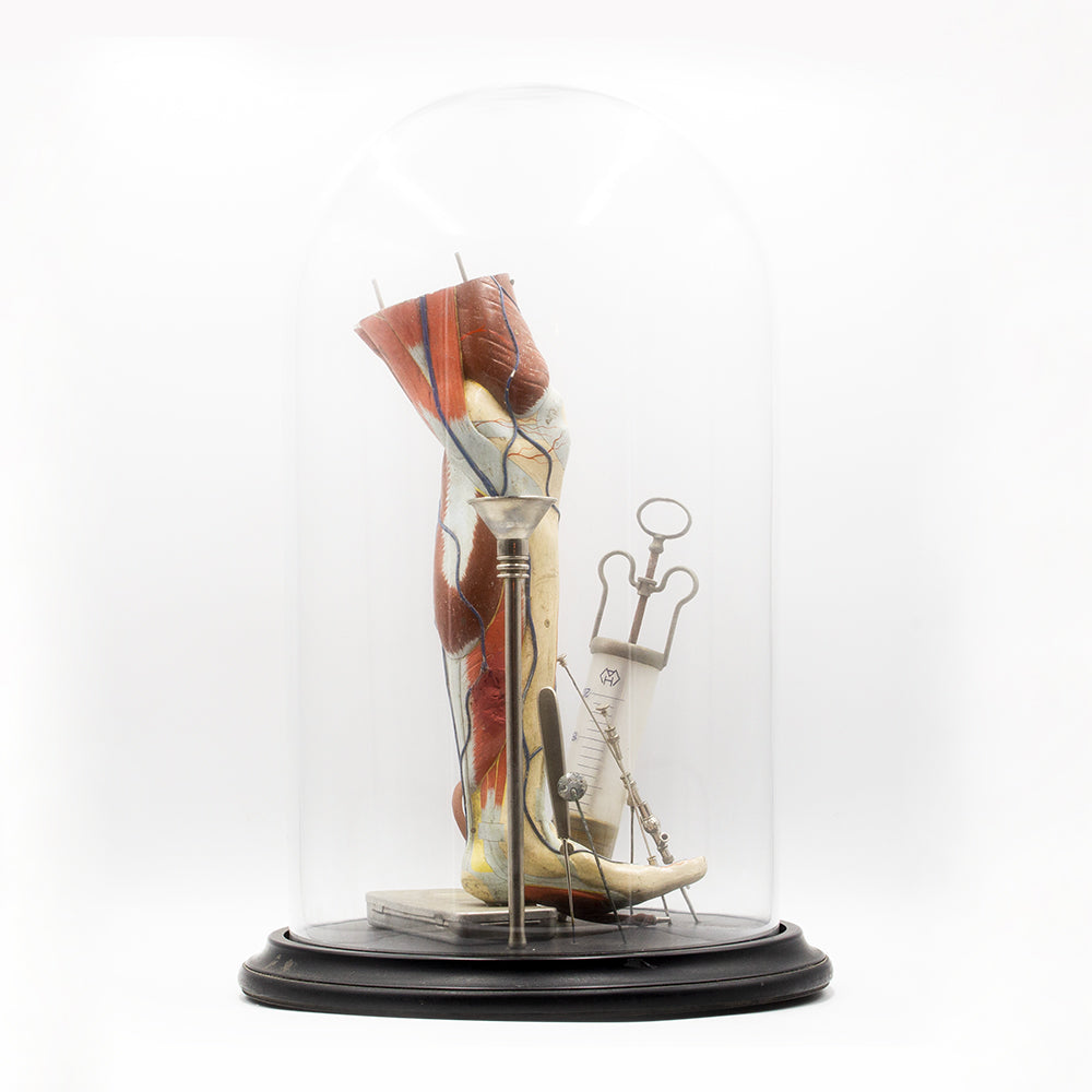 Glass dome displaying medical model of leg and orginal medical instuments